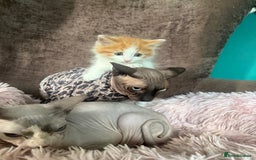 Mixed Breed cats for sale: Gorgeous long hair kitten 🧡🖤 - Advert 1