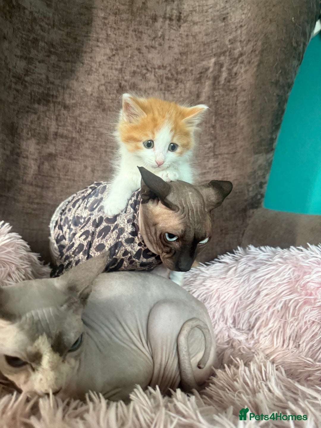 Mixed Breed cats for sale: Gorgeous long hair kitten 🧡🖤 - Advert 1