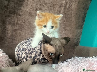 Mixed Breed cats - Advert 24