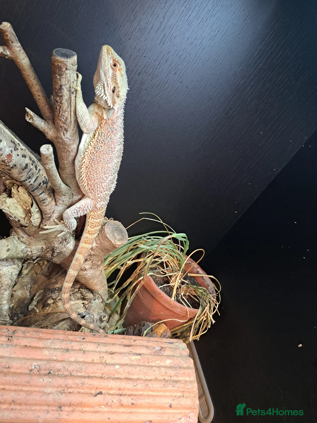 Bearded Dragon reptiles for sale: Bearded Dragon - Advert 2