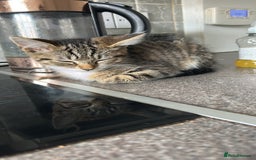 Domestic Shorthair cats for sale: 2 kittens for sale  - Image 5