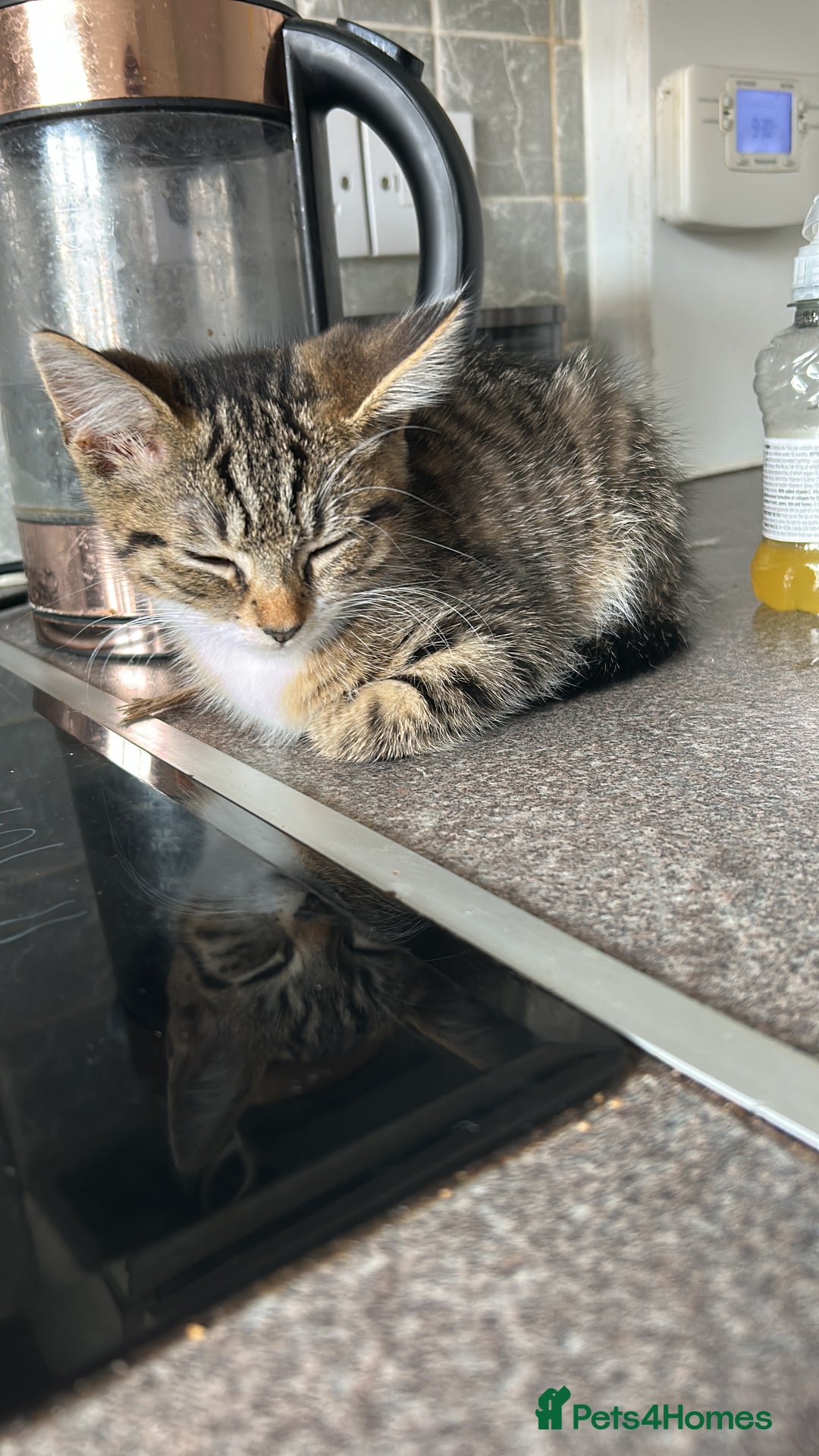 Domestic Shorthair cats for sale: 2 kittens for sale  - Image 5