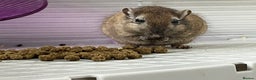 Gerbil rodents for sale: 2 female gerbils by blood sisters  - Advert 12