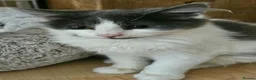Mixed Breed cats for adoption: Bonded Rescue Kittens Looking for a Forever Home - Advert 9