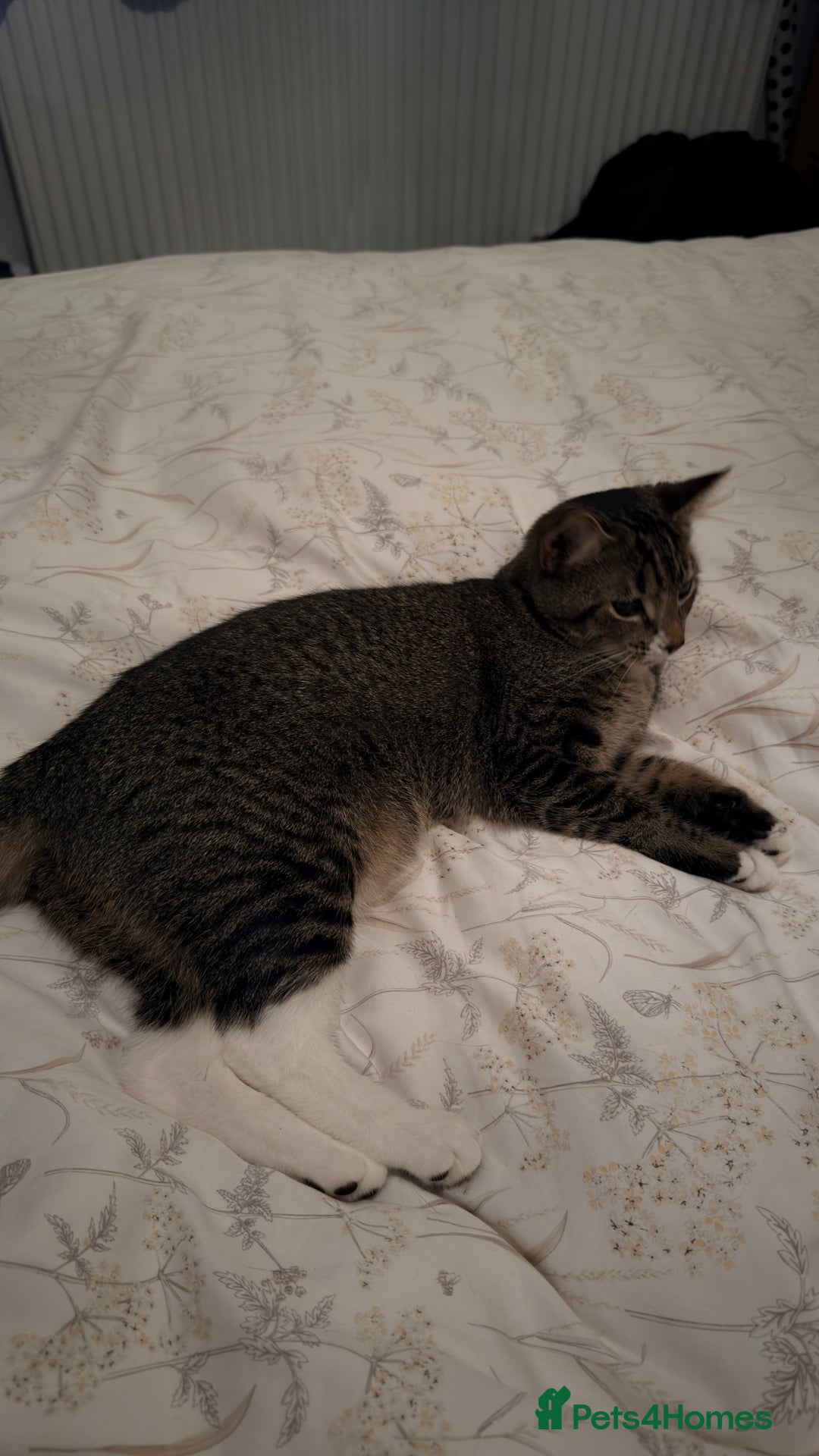 Mixed Breed cats for sale: 6 months old little girl tabby - Advert 5