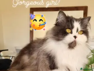 British Shorthair cats Champion British Longhair girl. - Advert 7