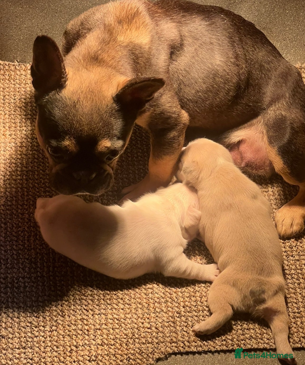 French Bulldog dogs French bulldog puppy’s  - Advert 3