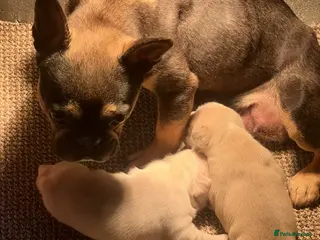 French Bulldog dogs French bulldog puppy’s - Advert 3