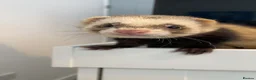 Ferret rodents for sale: Bean and bob 🫘 - Advert 6