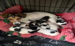 Jack Russell dogs for sale: Jack Russel puppies - Image 4