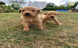 Labrador Retriever dogs for sale: Fox Red Labrador Puppies for Sale  - Image 4