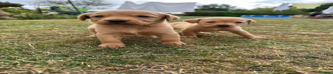 Labrador Retriever Puppy 1