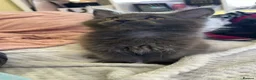 Maine Coon cats for sale: Maine coon boy kitten . - Advert 3
