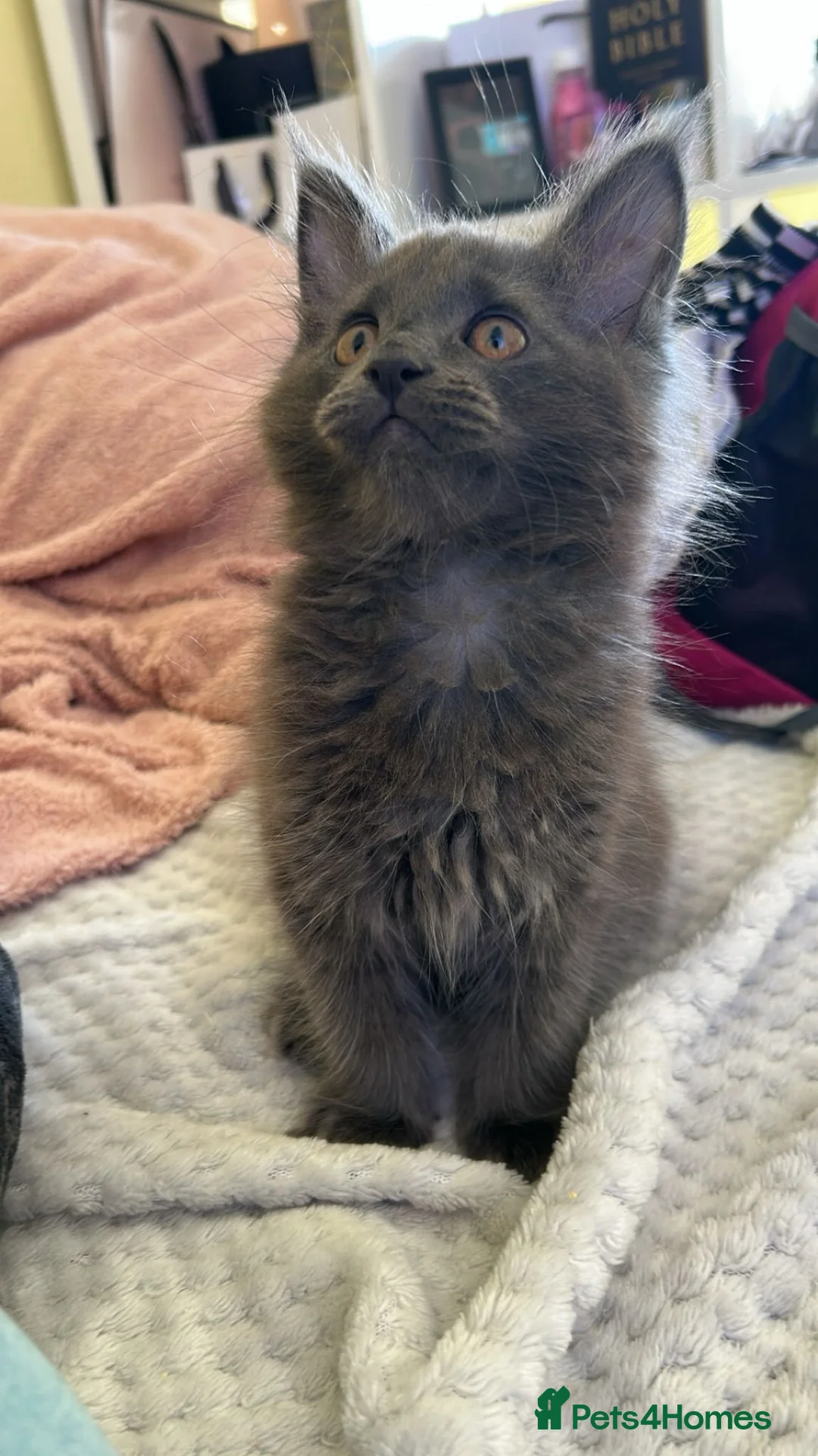 Maine Coon cats for sale: Maine coon boy kitten . - Advert 3