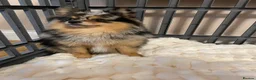 Pomchi dogs for sale: Beautiful Blue/Tan Pomeranian Merle Girl  - Advert 12
