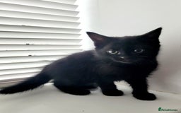 Mixed Breed cats for sale: Cute Black Kitten Ready for Her Forever Home  - Advert 3
