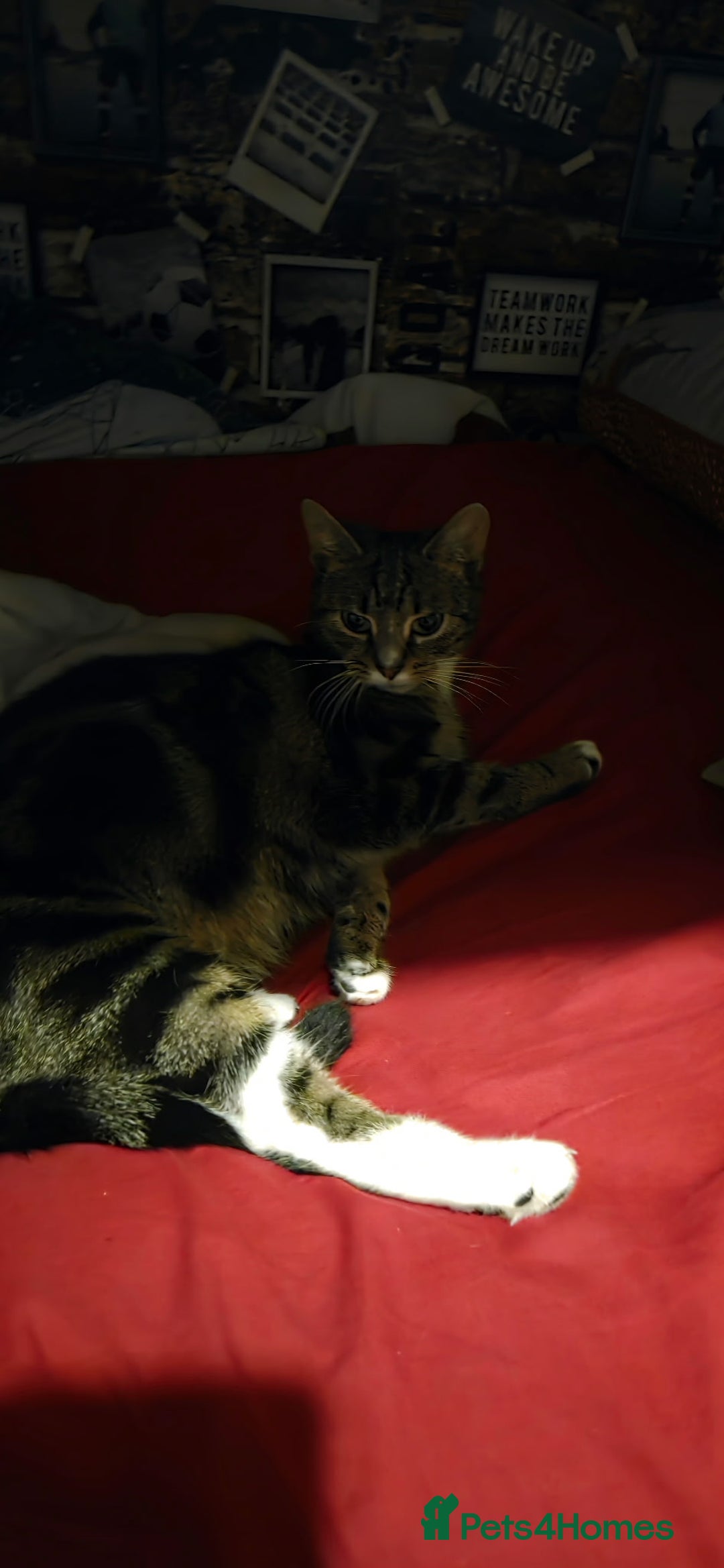 American Shorthair cats for sale: Stunning 8 week old girl American shorthair kitten - Advert 2