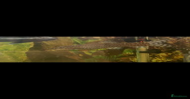Live Bearers fish - Advert 2