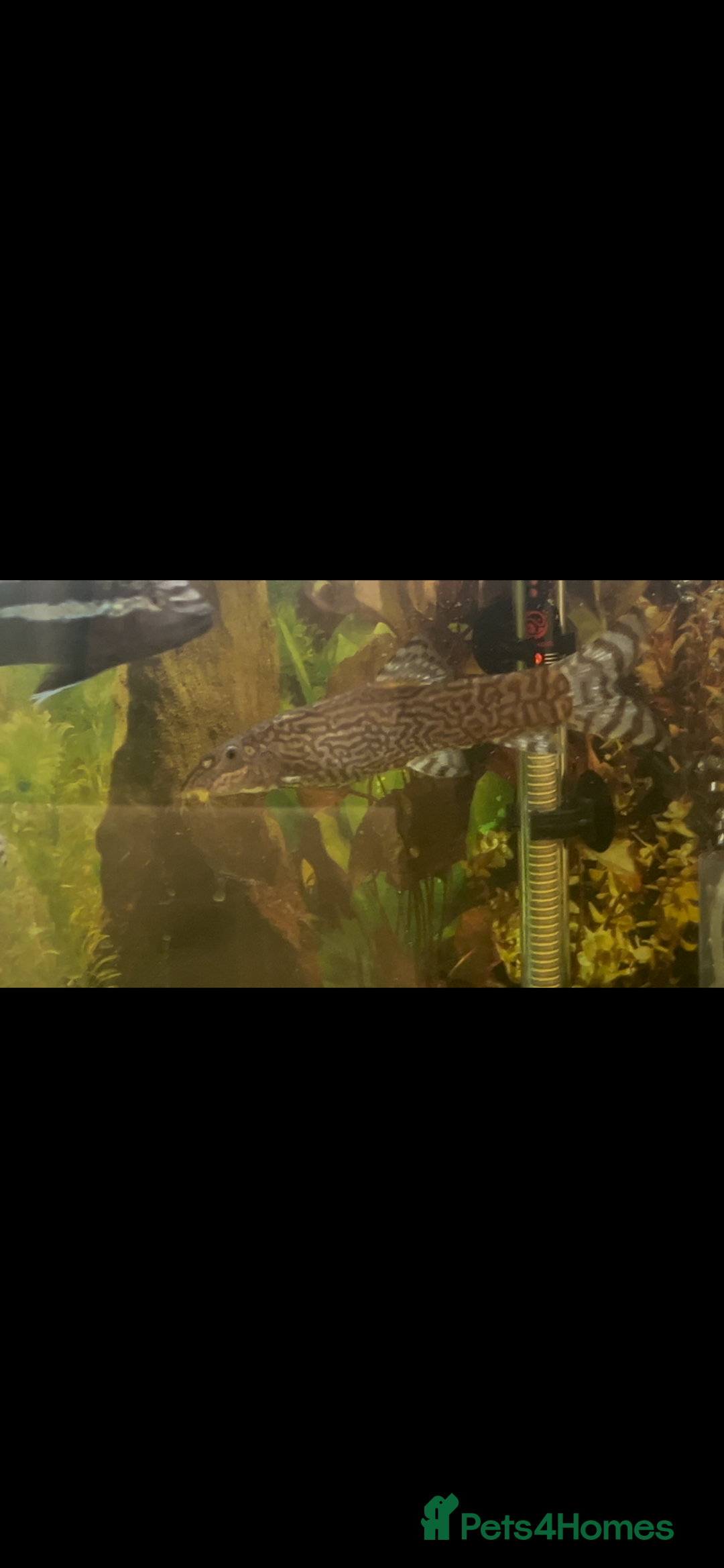 Live Bearers fish for sale: Mixed fish - Image 2