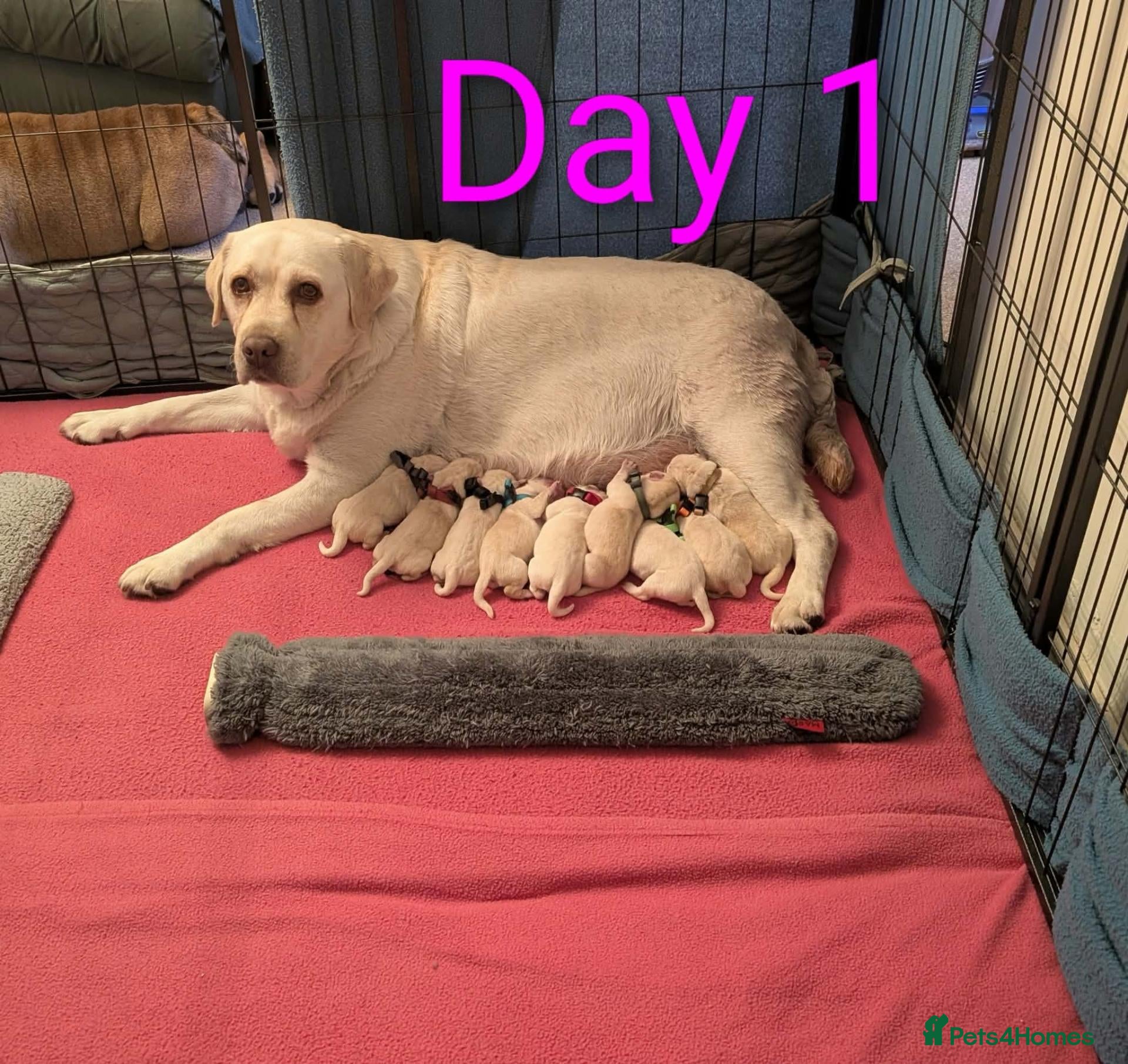 Labrador Retriever dogs Superb Pedigree KC Registered Labrador Puppies - Advert 1