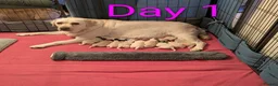 Labrador Retriever dogs for sale: Superb Pedigree KC Registered Labrador Puppies - Advert 1
