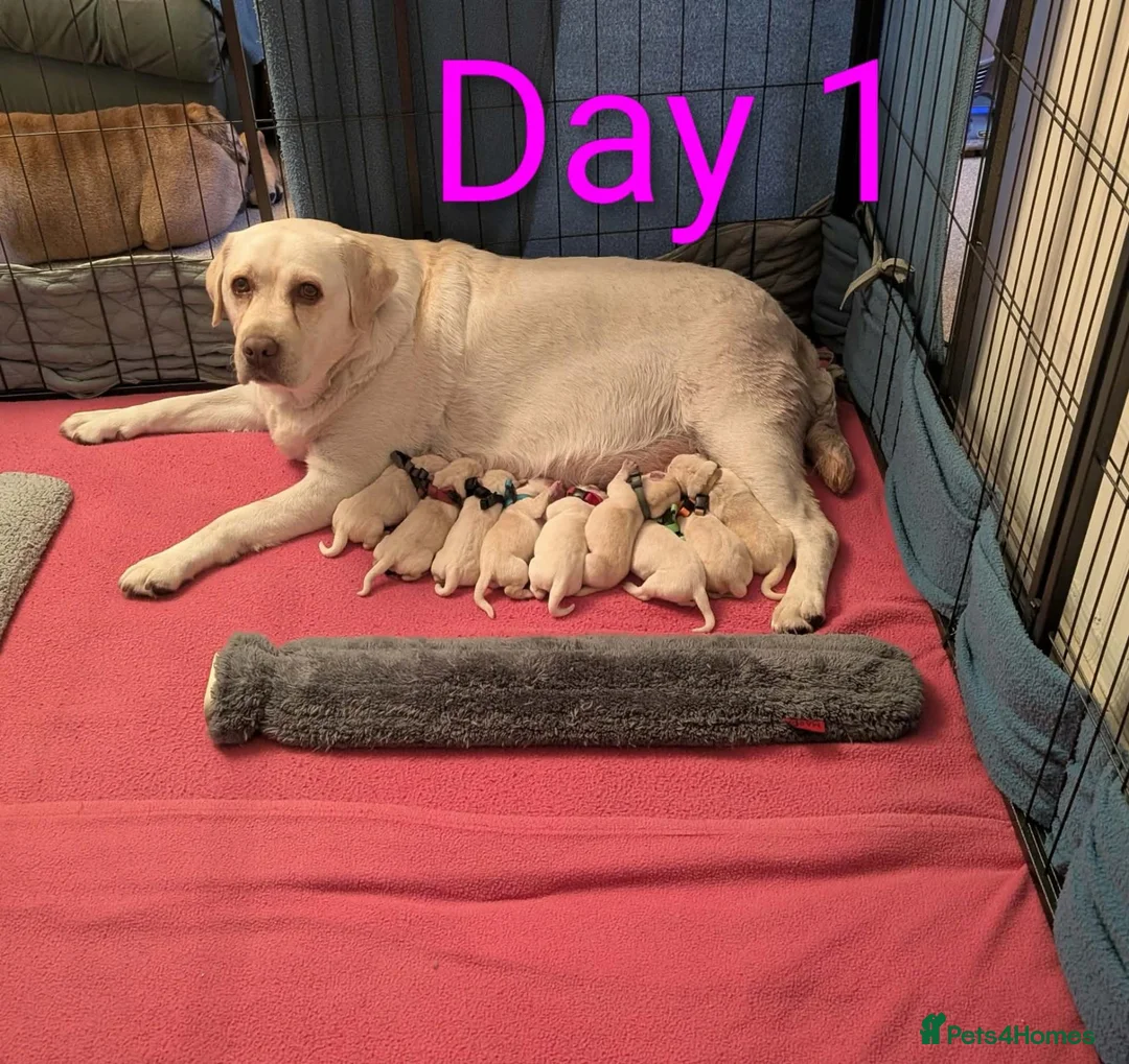 Labrador Retriever dogs for sale: Superb Pedigree KC Registered Labrador Puppies - Advert 1