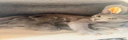 Russian Blue cats for sale: *TOP* Quality Genetically Tested Russian Blues - Advert 4