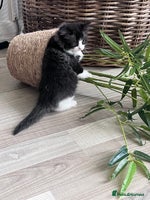 Persian cats - Advert 2