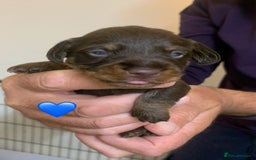 Miniature Dachshund dogs for sale: Wirehaired Miniture Dachshunds KC reg - Image 5