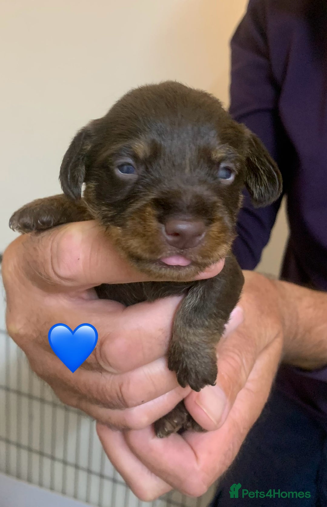 Miniature Dachshund dogs for sale: Wirehaired Miniture Dachshunds KC reg - Image 5