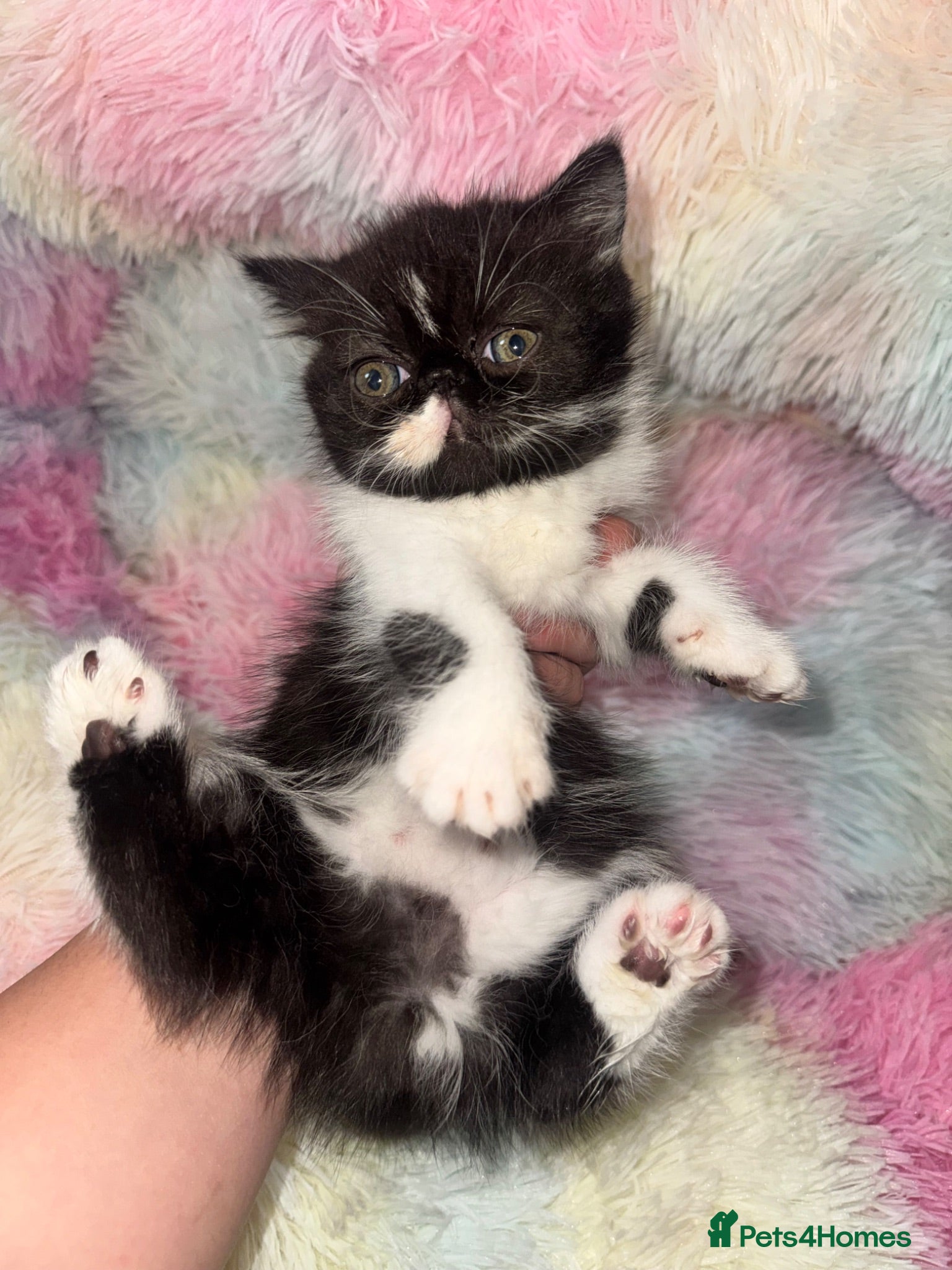Persian cats Exotic long hair Persian kittens  - Advert 2