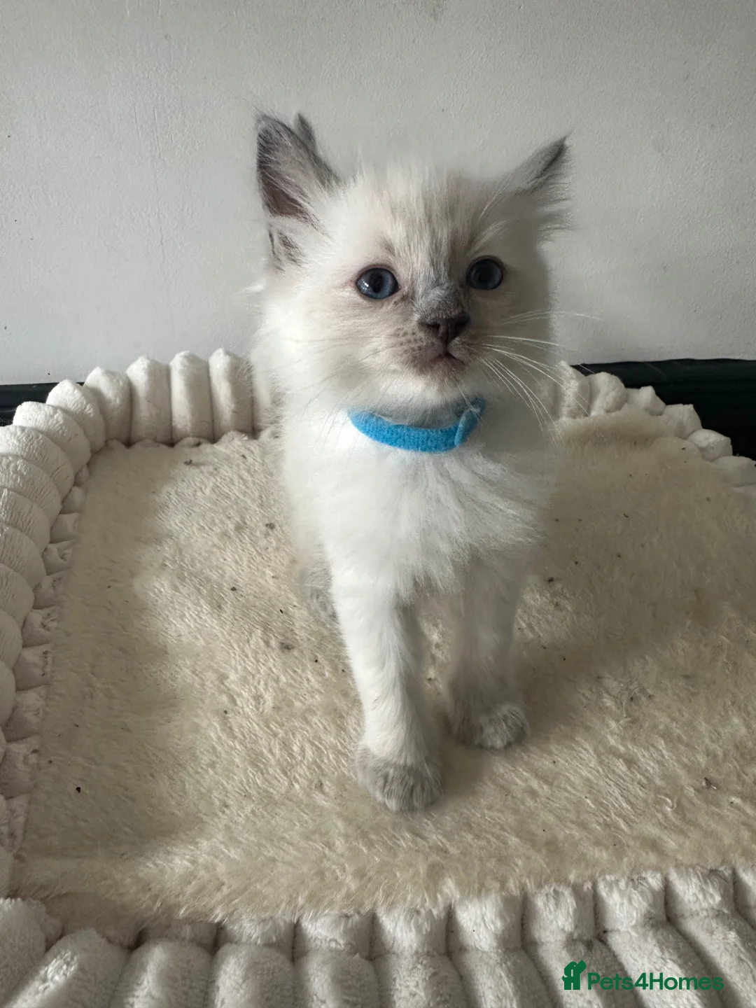 Ragdoll cats for sale: 2 beautiful blue point ragdolls kitten left  - Advert 19