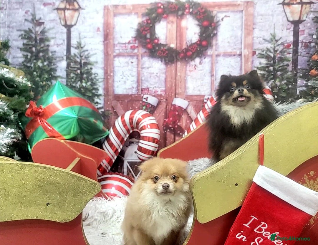 Pomeranian dogs for sale: Teddybear cuddly Retired spayed 1-2 years old  - Image 34