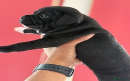 Staffordshire Bull Terrier dogs for sale: Outstanding KC blue gene carriers - Image 8