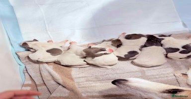 Jack Russell dogs White,blue,red tri jack Russell pups  - Advert 10