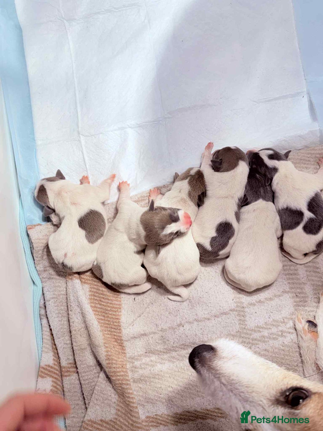 Jack Russell dogs for sale: White,blue,red tri jack Russell pups  - Advert 3