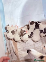 Jack Russell dogs White,blue,red tri jack Russell pups - Advert 8