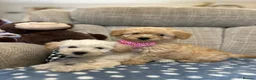 Poochon dogs for sale: Adorable Poochon puppies for sale  - Advert 3
