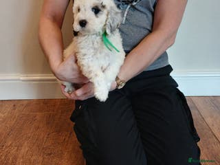 Cockapoo dogs Cockapoo puppies - Advert 7