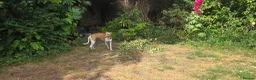 Whippet dogs for sale: Kc registered whippet puppy - Advert 6