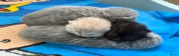 British Shorthair cats for sale: Beautiful Litter - Advert 15