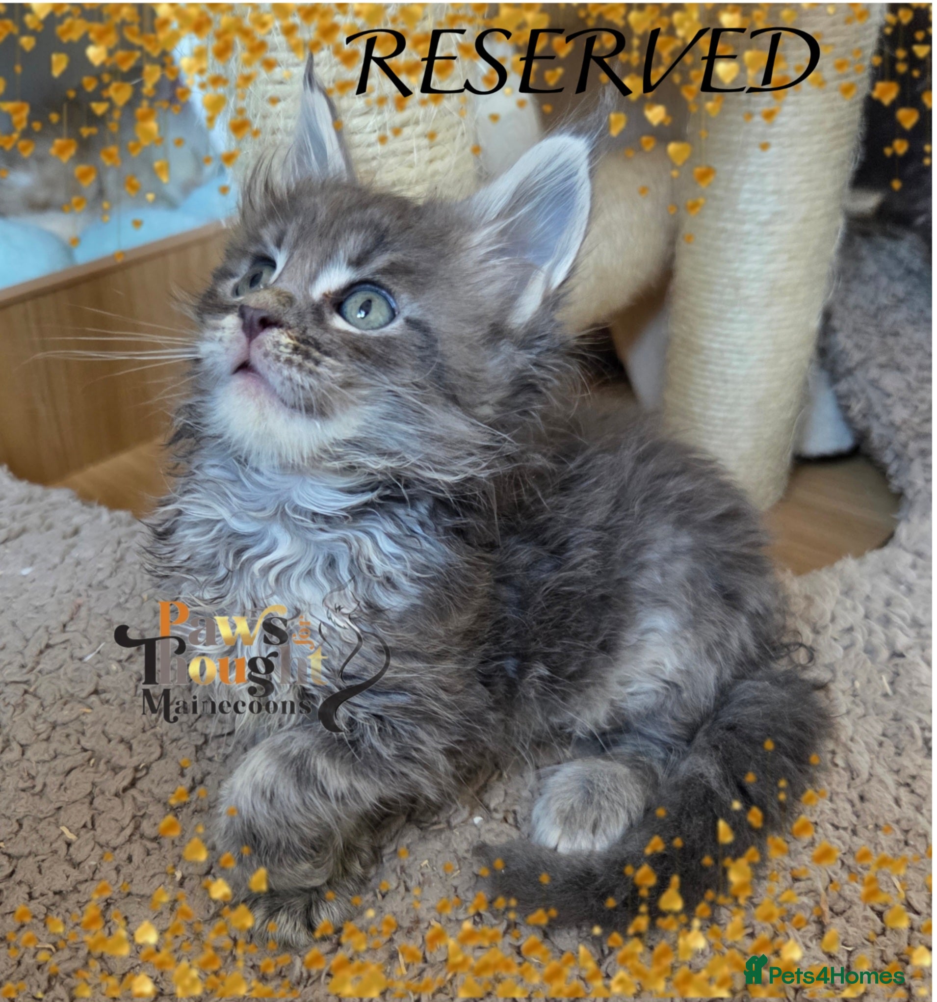 Maine Coon cats Outstanding Quality TICA reg Kittens - Advert 2