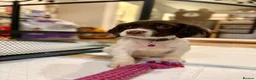 Cocker Spaniel dogs for sale: Cocker spaniel puppies ready for forever home - Advert 5