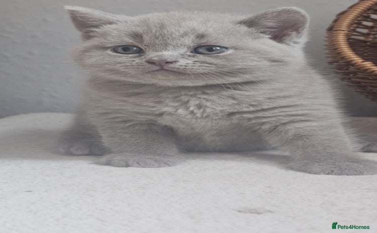 British Shorthair cats - Advert 3