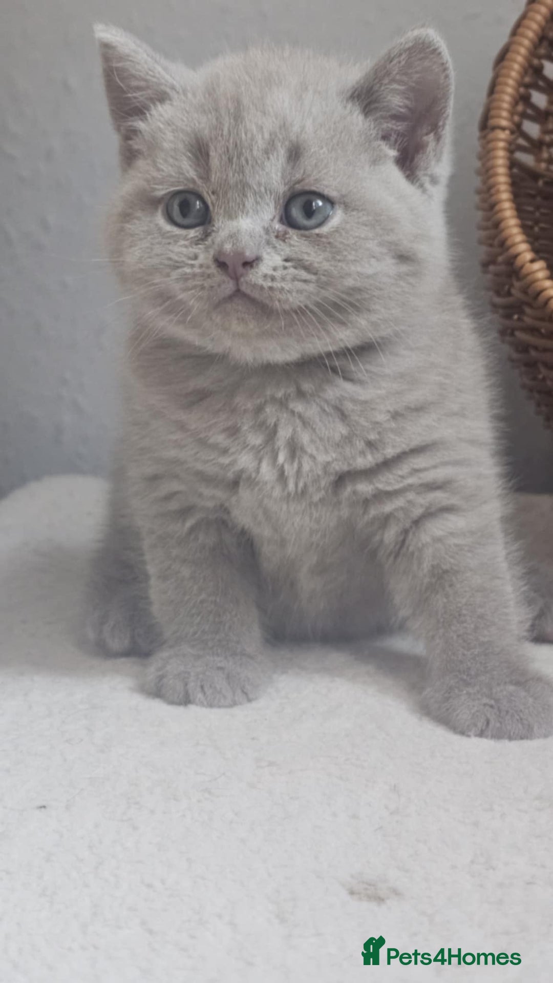British Shorthair cats for sale: LAST GCCF British Shorthair Kittens Champion - Image 34