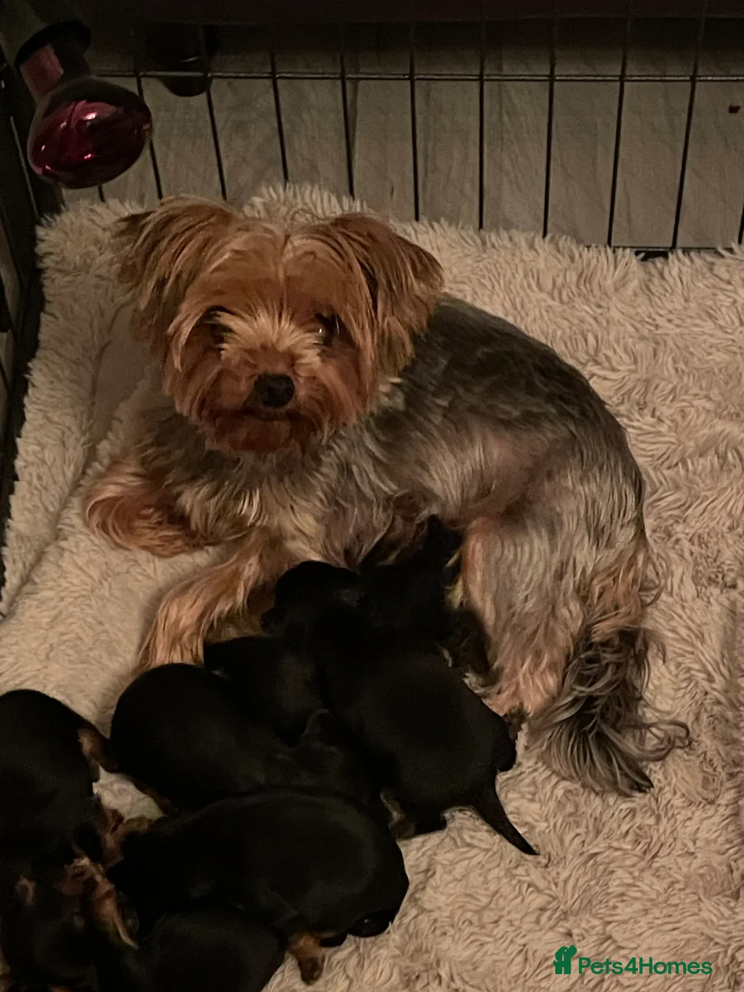 Yorkshire Terrier dogs for sale: PEDIGREE MINATURE YORKSHIRE TERRIER PUPS  - Advert 1