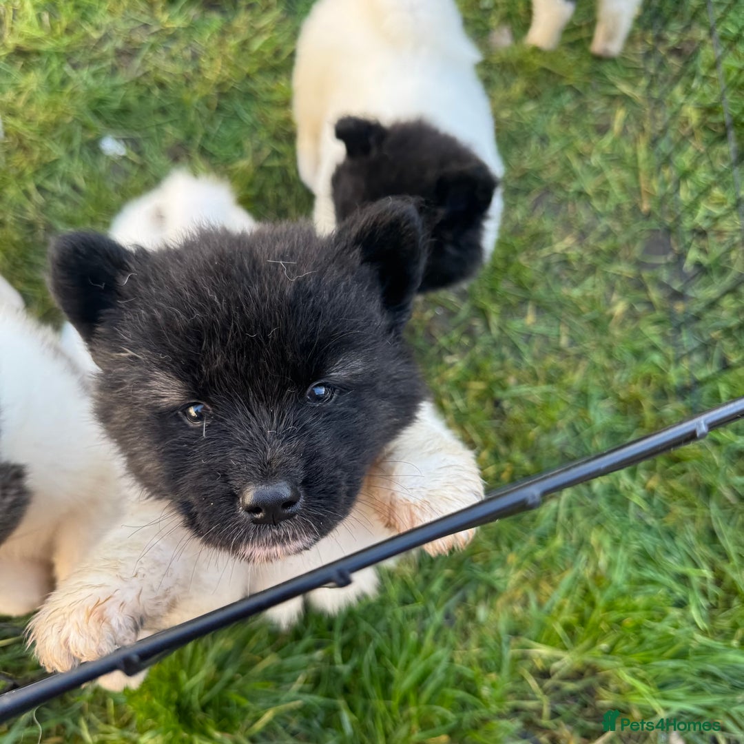 Akita dogs for sale: Quality Family Raised American Akita Puppies - Advert 7