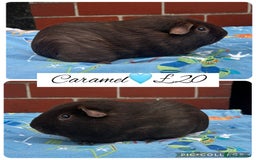 Guinea Pig rodents for sale: Guinea pig boars  - Image 23