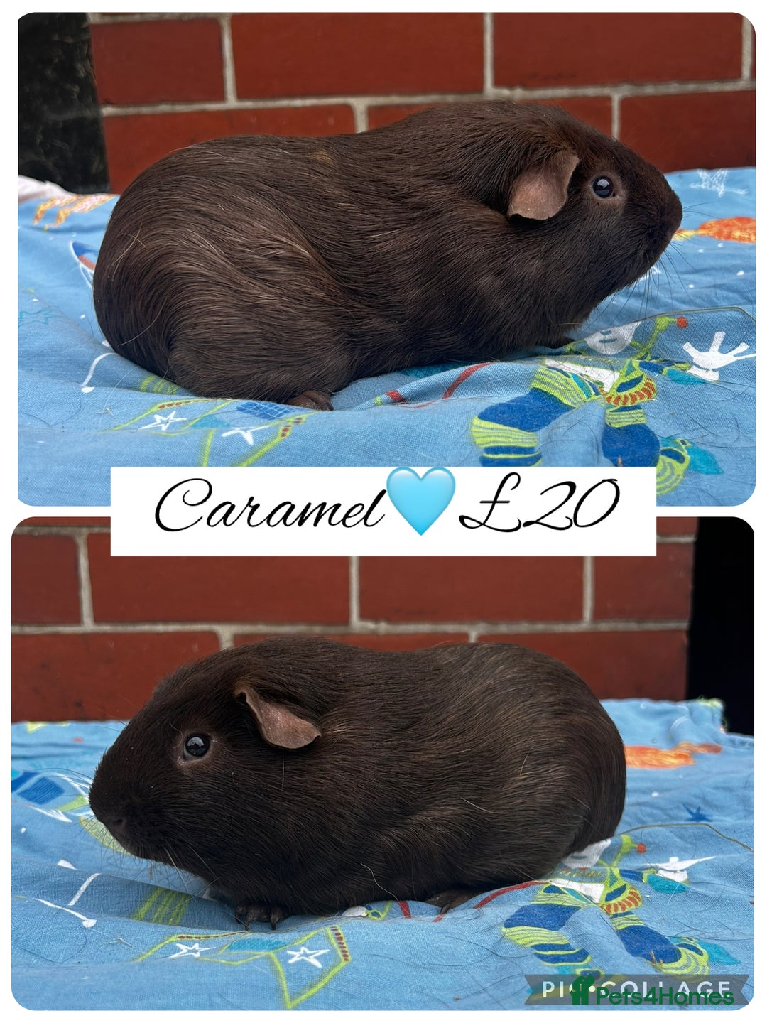 Guinea Pig rodents for sale: Guinea pig boars  - Image 23