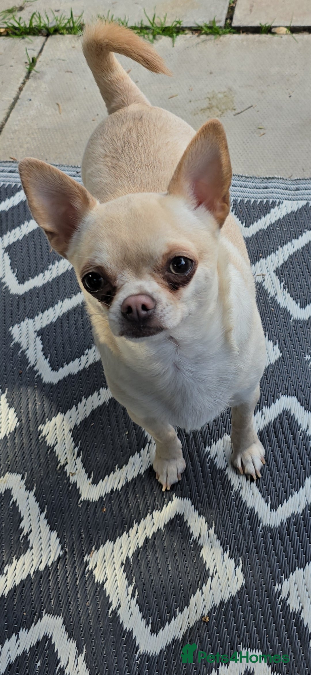 Chihuahua dogs for sale: 2 male chuhuias  - Image 2